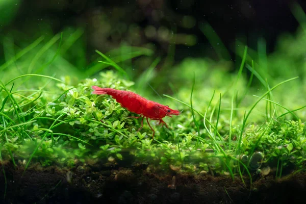 Cherry Shrimp (Neocaridina davidi) beautiful dwarf shrimp walking on aquatic plants field