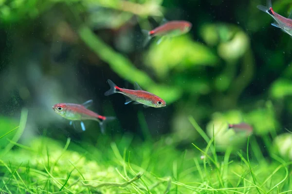 Ruby Tetra Axelrodia Riesei Aquatic Plants Tank — Stock Photo, Image