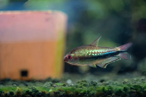 Άντρας Rainbow Emperor Tetra Nematobrycon Lacortei Ονομάζεται Από Ένα Χρώμα — Φωτογραφία Αρχείου