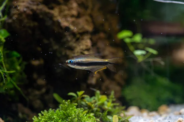 Emperador Tetra Fish Nematobrycon Palmeri Con Tanque Plantas Acuáticas —  Fotos de Stock