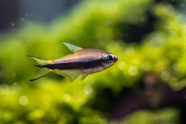 Tetra Fish Császár Nematobrycon Palmeri Vízinövényekkel — Stock Fotó