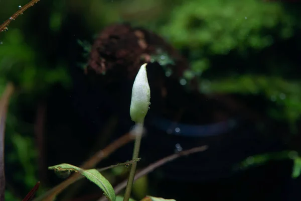 Flower Bucephalandra Blooming Water — Stock Photo, Image