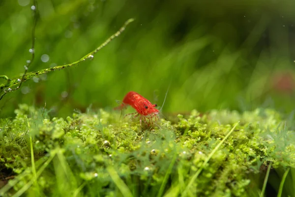 Cherry Shrimp Neocaridina Davidi Beautiful Dwarf Shrimp Walking Aquatic Plants — Stock Photo, Image