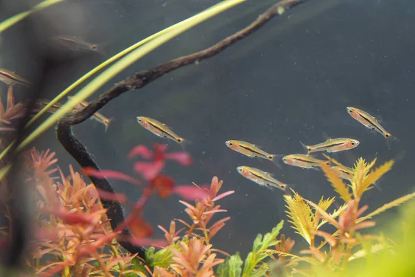 Schooling Dwarf Rasbora Boraras Urophthalmoides Imagens Royalty-Free