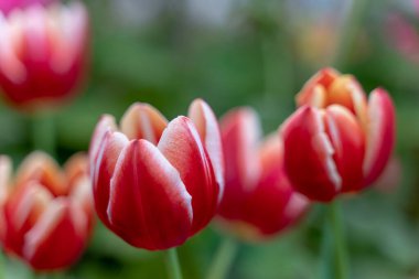 Geçmişi bulanık kırmızı ve beyaz lale