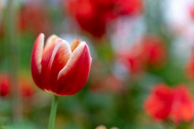 Geçmişi bulanık kırmızı ve beyaz lale