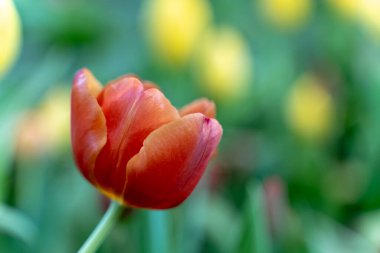 Geçmişi bulanık kırmızı ve beyaz lale