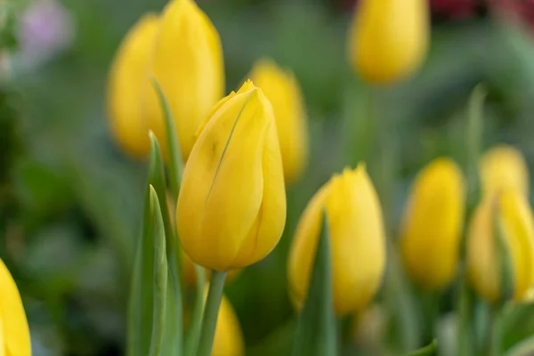 Yellow Tulip Blurred Background — Stock Photo, Image