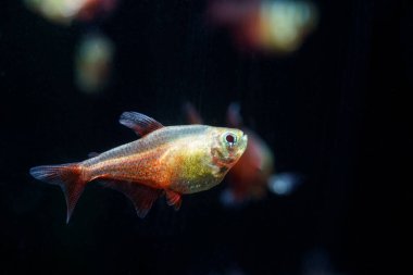 Golden Flame Tetra (Güzel Alev Tetra (Hyphessobrycon flammeus)) ünlü bir akvaryum evcil hayvanıdır. Altın) Güzel bir çeşit alev tetrasıdır.
