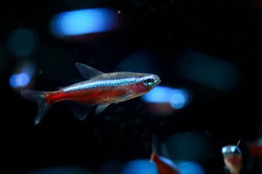 Kardinal Tetra (Paracheirodon axelrodi) Kolombiya 'dan güzel Tetra balığı