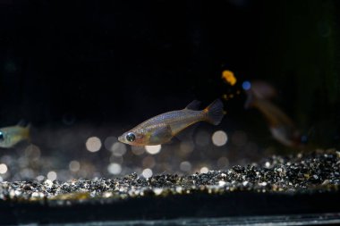 Daisy 's Ricefish (Oryzias woworae) sulawesi' den metalik mavi risefish.