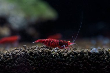 Kırmızı Şeytan portakal gözlü karides (Caridina cf. cantonensis)