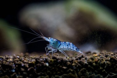 Mavi Kaplan altın gözlü karides (Caridina cf. cantonensis)