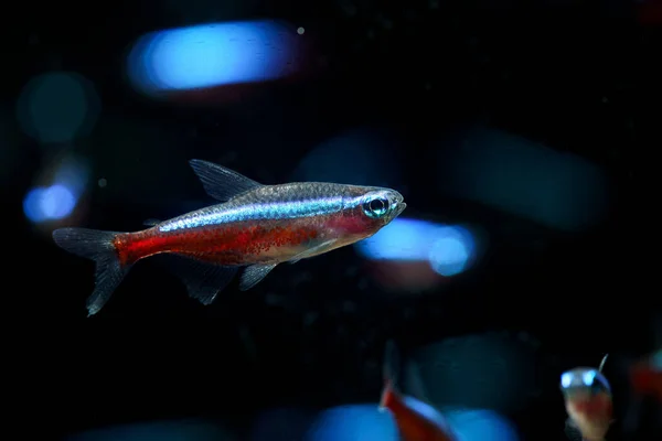 Cardinal Tetra Paracheirodon Axelrodi Beautiful Tetra Fish Colombia — Fotografia de Stock