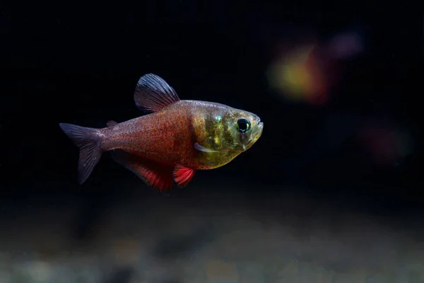 Hermosa Llama Tetra Hyphessobrycon Flammeus Famoso Acuario Mascotas —  Fotos de Stock