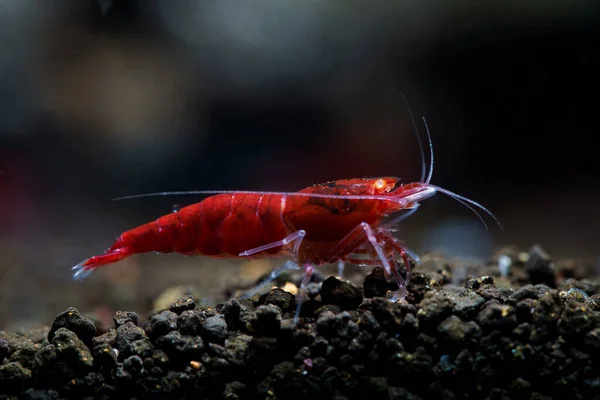 Close up of Red Devil orange eyes shrimp (Caridina cf. cantonensis)