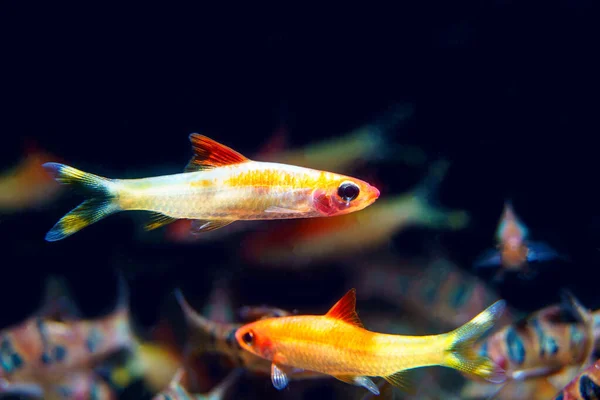 Xanthic Red Line Torpeedo Barb Sahyadria Denisonii Var 人間が飼育する美しい魚は ストックフォト