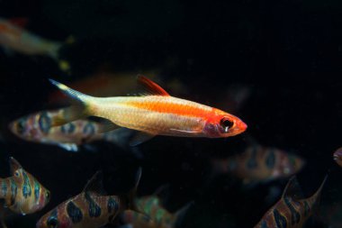 Xanthic Red Line Torpiedo Barb (Sahyadria denisonii var.) İnsanlar tarafından tutsak edilmiş güzel balıklar.