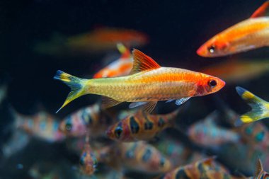 Xanthic Red Line Torpiedo Barb (Sahyadria denisonii var.) İnsanlar tarafından tutsak edilmiş güzel balıklar.