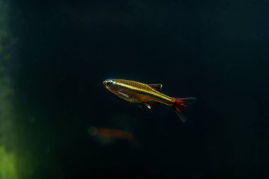 Jewel minnow (Tanichthys micagemmae) Orta Vietnam 'dan beyaz bulut balığı