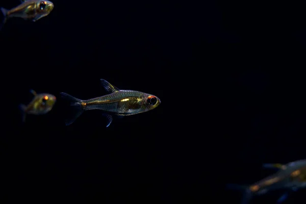 Morse Code Tetras Hemigrammus Small Unique Tetra Fish — Stock Photo, Image