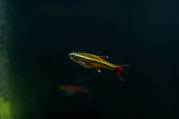 Jewel Minnow Tanichthys Micagemmae Fehér Felhő Minnow Közép Vietnámból — Stock Fotó