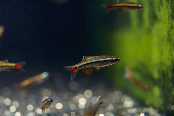 Jewel Minnow Tanichthys Micagemmae Nuvem Branca Minnow Centro Vietnã — Fotografia de Stock