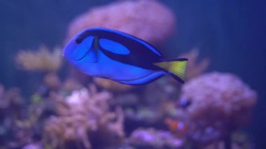 Mavi tang (Paracanthurus hepatus) resif akvaryumunda yüzüyor