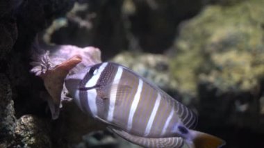 Denizci Tang (Zebrasoma velifer) yemek için kayanın üzerinde yosun bulur.