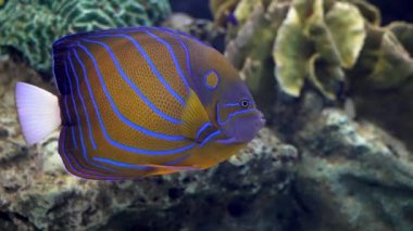 Bluering Angelfish (Pomacanthus annularis) akvaryumda yüzüyor