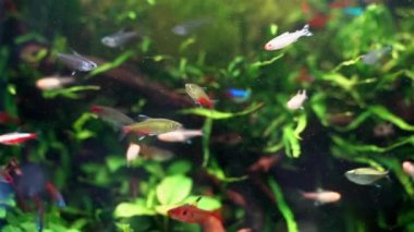 Bitkili Akvaryum 'da bir çift Kırmızı Göbek Tetra (Aphyocharax rathbuni)