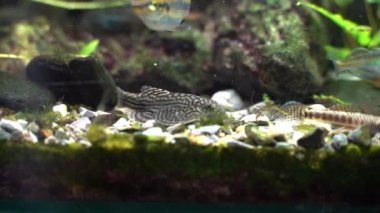 Tiger Hillstream Loach (Sewellia lineolata) yiyecek arıyor