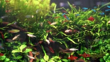 Tetra balığının ekili akvaryumda okutulması