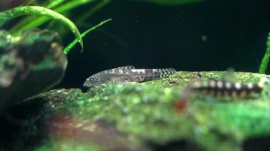 Gizemli Hillstream Loach (Sewellia sp.) Veitnam 'dan.