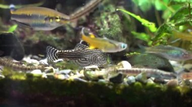 Tiger Hillstream Loach (Sewellia lineolata) yiyecek arıyor