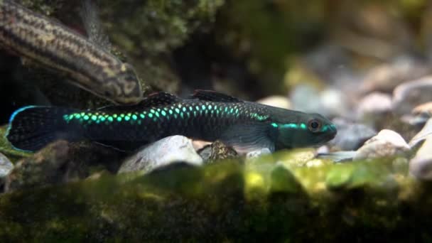 Blue Neon Goby Stiphodon Atropurpureus Comiendo Pellets — Vídeos de Stock