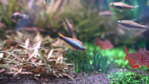 Manlig Kejsare Tetra Nematobrycon Palmeri Planterade Akvarium — Stockvideo