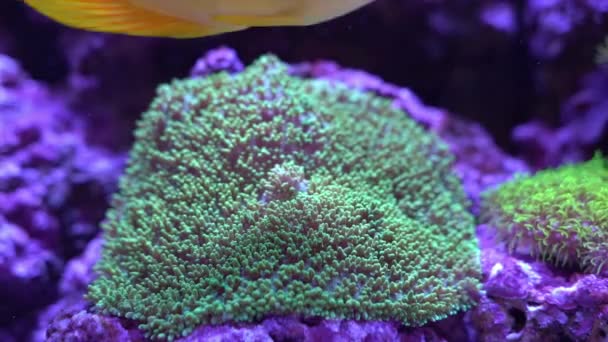 Furry Mushroom Rock Fiji Green Rhodactis Spp Korallrev Akvarium — Stockvideo