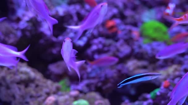 Filmación Escuela Natación Reina Púrpura Anthias Pseudanthias Tuka Acuario Arrecife — Vídeos de Stock