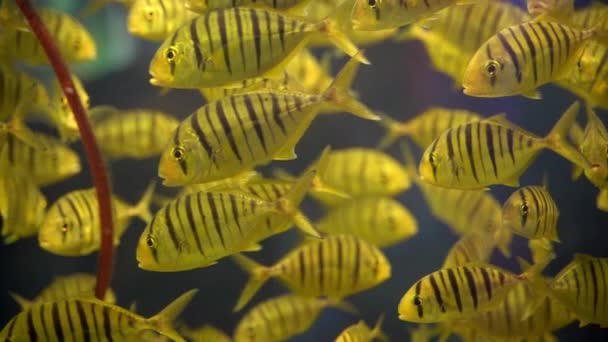 Escuela Juveniles Golden Travelly Gnathanodon Speciosus Nadando Alrededor Del Acuario — Vídeos de Stock