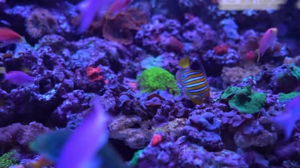 Footage Regal Angelfish Pygoplites Diacanthus Finding Something Eat — Stock Video