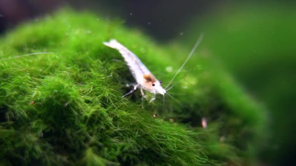 Camarones Bola Nieve Neocaridina Zhangiajiensis Var Comiendo Algo Mossball Marimo — Vídeos de Stock