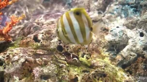 Έξι Butterflyfish Της Σπονδυλικής Στήλης Parachaetodon Ocellatus Κολύμπι Στο Ενυδρείο — Αρχείο Βίντεο