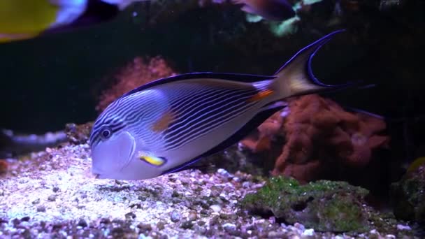 Cirujano Sohal Tang Acanthurus Sohal Del Mar Rojo Nadando Acuario — Vídeo de stock