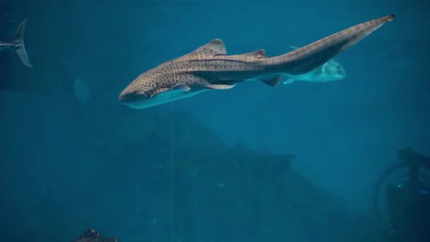 Tiburón Cebra Stegostoma Fasciatum Nadando Encima Del Acuario — Vídeos de Stock