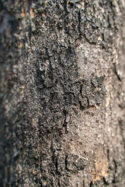 Close Textures Tree Bark Nature Background — Stock Photo, Image