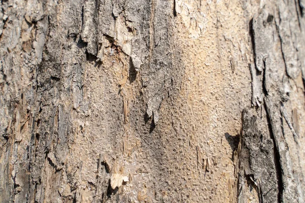 Close Textures Tree Bark Nature Background — Stock Photo, Image