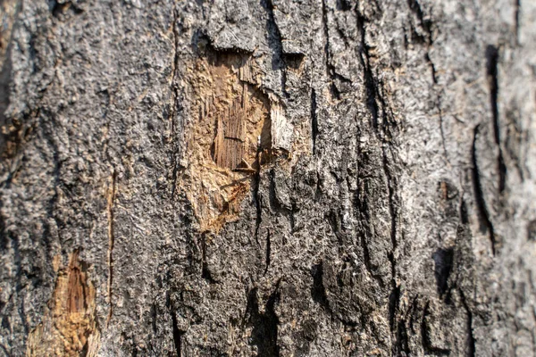 木の質感を閉じます樹皮の性質の背景 — ストック写真