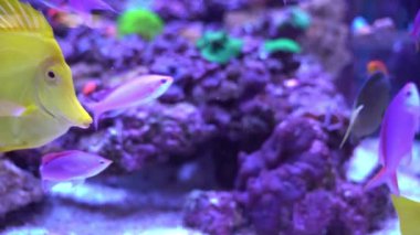 Resif akvaryumunda yüzen sarı tang (Zebrasoma flavescens)