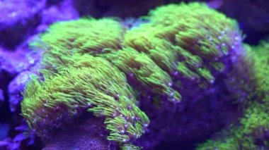 Yeşil yıldız poliplerinin görüntüleri (Briareum sp.)